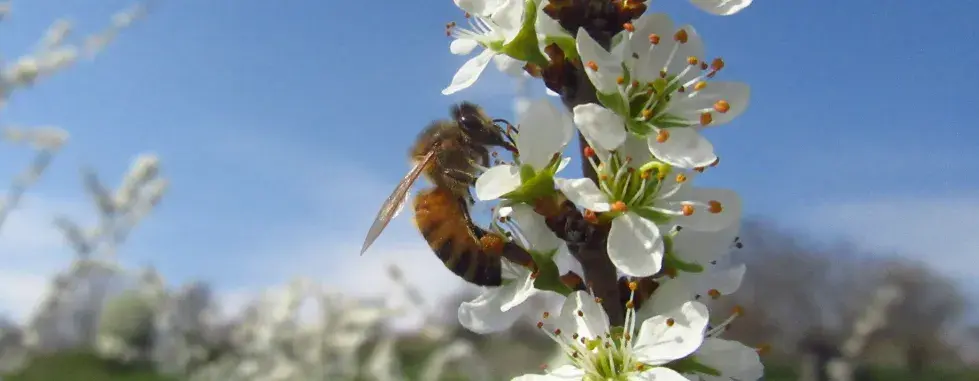 The Bee That Everyone Wants to Save